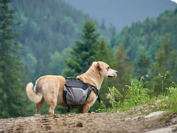 Dog on the mountains road.  Carpathians, Ukraine