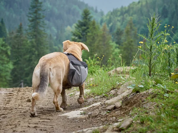 Dog on the mountains road.  Carpathians, Ukraine