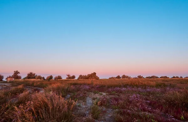 Warme Landschaft Aus Trockener Wildblumen Und Graswiese Zur Goldenen Stunde — Stockfoto