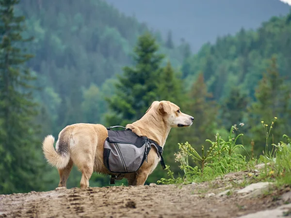 Dog Mountains Road Carpathians Ukraine Fotos de stock libres de derechos