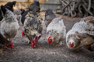 Çiftlikte bedava tavuk.