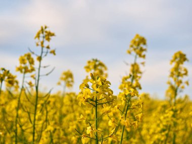 Sarı tecavüzlü kırsal alan manzarası. Mavi gökyüzü ile sarı çiçek.