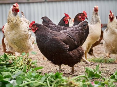 Çiftlikte bedava tavuk.