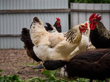 Çiftlikte bedava tavuk.
