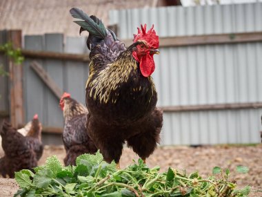 Çiftlikte bedava tavuk.