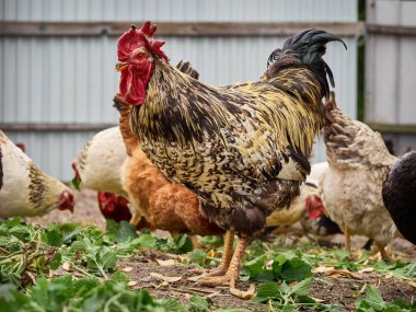 Çiftlikte bedava tavuk.