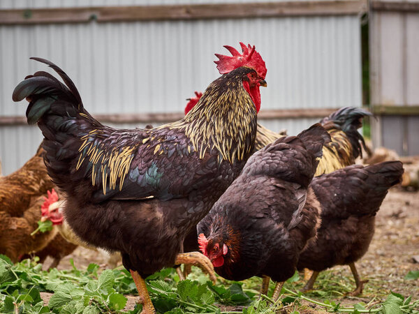 Free range chicken on a farm.
