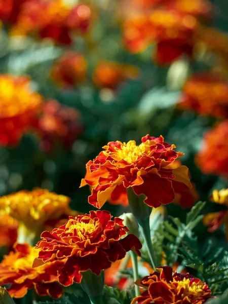Tagetes erekta süs ve şifalı bitki turuncu ve sarı çiçeklerle.