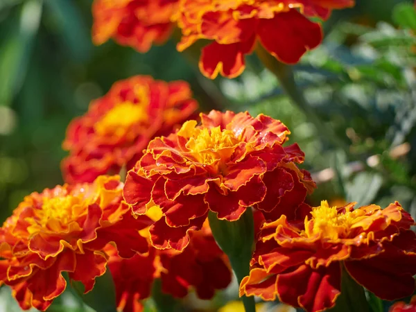 Tagetes Erecta Ornamental Medicinal Plant Orange Yellow Flowers — Stock Photo, Image