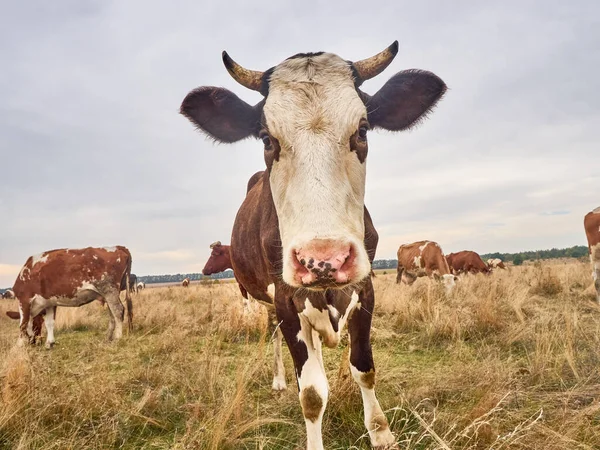 Funny cow looks at the camera.