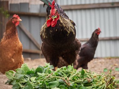 Çiftlikte bedava tavuk.