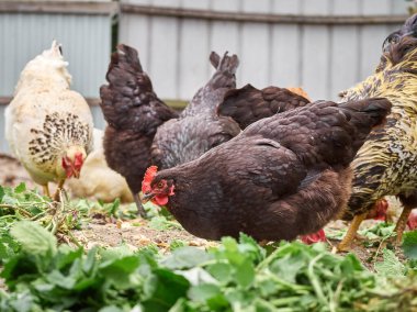 Çiftlikte bedava tavuk.