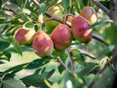 Organic pear in the summer garden.