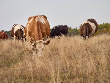 İnekler bulutlu bir günde doğal çayırlarda otlarlar..