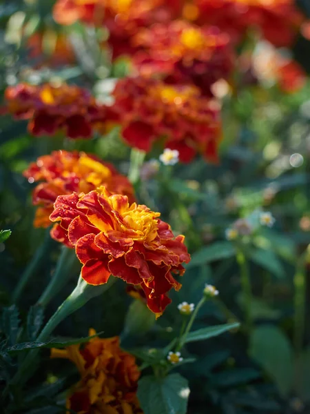 Tagetes Erecta Ornamental Medicinal Plant Orange Yellow Flowers — Stock Photo, Image