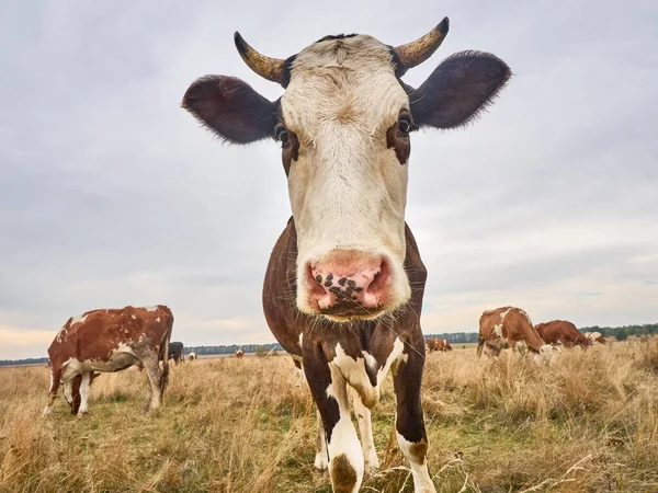 Забавная Корова Смотрит Камеру — стоковое фото