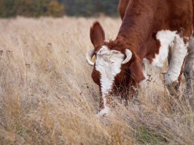 İnekler bulutlu bir günde doğal çayırlarda otlarlar..