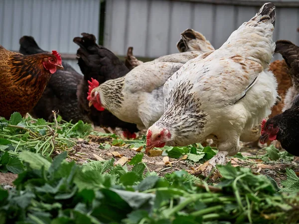 Çiftlikte bedava tavuk.
