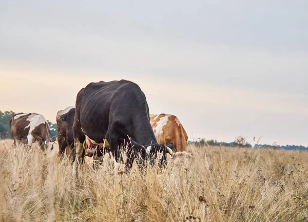 Cows Grazing Natural Pasture Cloudy Day — Stok fotoğraf