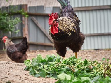 Çiftlikte bedava tavuk.