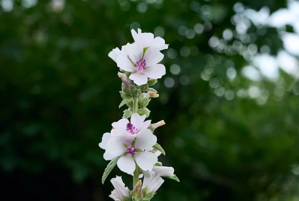 ดอกไม Althaea Officinalis ในสวน — ภาพถ่ายสต็อก