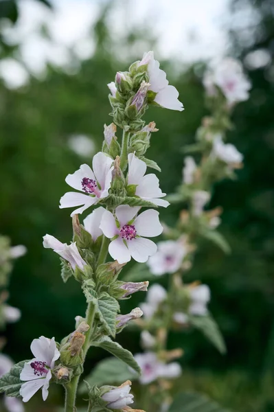 Dziki Kwiat Althaea Officinalis Ogrodzie — Zdjęcie stockowe