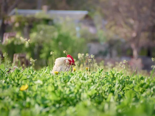 Kurczak Wolnym Wybiegu Ogrodzie Farmie — Zdjęcie stockowe