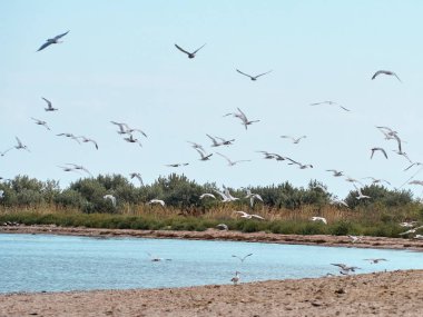 A flock of seagulls flies over the beach. Kinburn spit, Mykolaiv region, Ukraine.