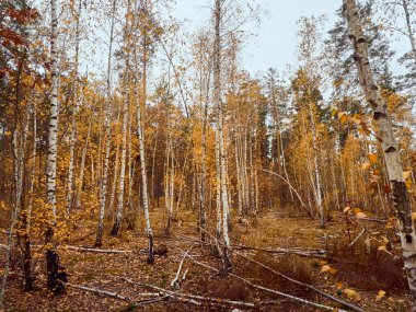 Sarı huş ağaçlarıyla sonbahar ormanı.