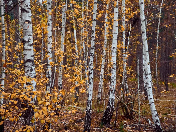 Höstskog Med Gula Björkar — Stockfoto