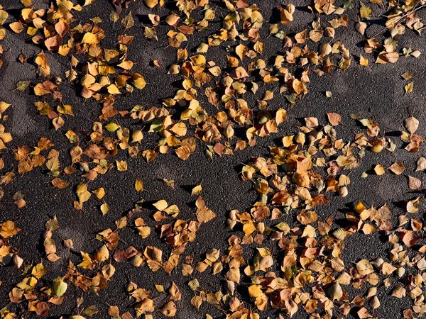 Сухие Желтые Листья Асфальте Солнечную Осень — стоковое фото
