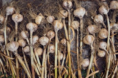 Vegetable background from organic garlic.