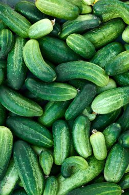 Taze organik yeşil salatalıkları kapatın..