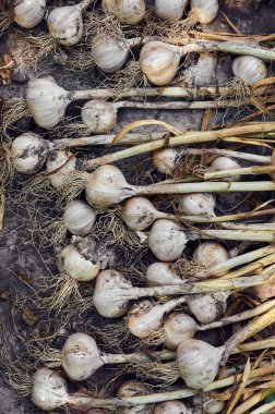Vegetable background from organic garlic.
