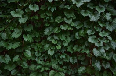 Taze yeşil yaprakların arkaplanı.