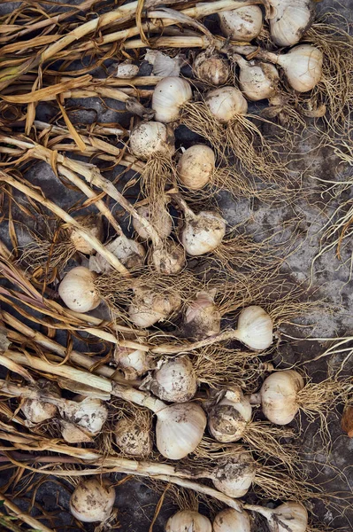 Vegetable Background Organic Garlic — Fotografia de Stock