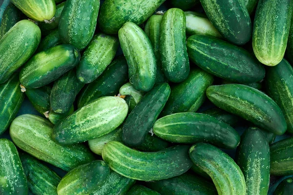 Close Van Verse Biologische Groene Komkommers — Stockfoto