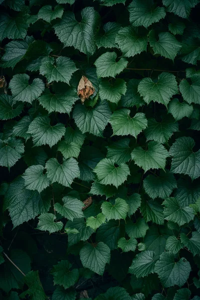 Contexto Das Folhas Verdes Frescas — Fotografia de Stock