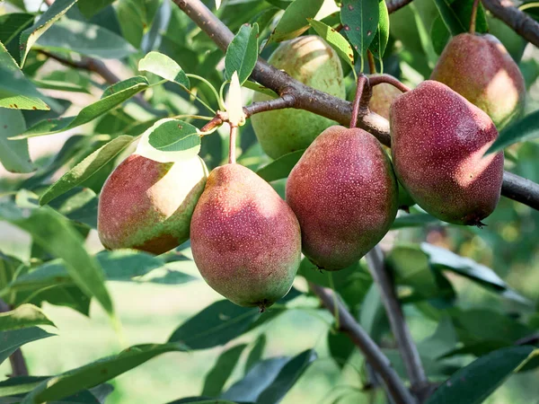 Organic Pear Summer Garden 스톡 사진