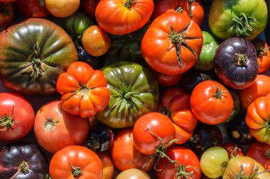 Domates arkaplanı. Bir yazlık evden farklı domates çeşitlerinin üst görünümü