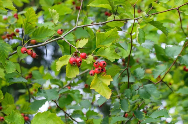 Bir Ağacın Yeşil Yapraklı Arka Planında Parlak Kırmızı Dikenli Meyveler — Stok fotoğraf
