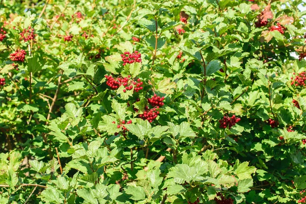 Viburnum Lantana Guelder Rose Meyveleri Seçici Odak — Stok fotoğraf