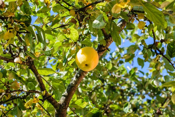 Een Mooie Heldere Gele Appel Hangt Aan Appelboom — Stockfoto
