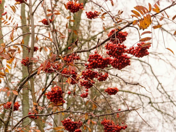 Rot Orangefarbene Vogelbeeren Auf Zweigen Einem Nassen Herbsttag — Stockfoto