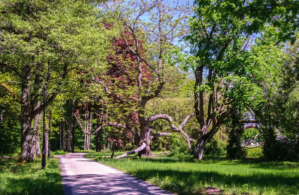 拉脱维亚Emeri公园的人行道和老分枝树 — 图库照片