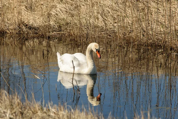 A swan floating alone in a ditch is beautifully reflected in the water — 스톡 사진