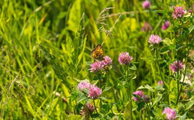 Trifolium pratense - Yüksek Kahverengi Fritillary kelebek ile kırmızı yonca - Argynnis adippe