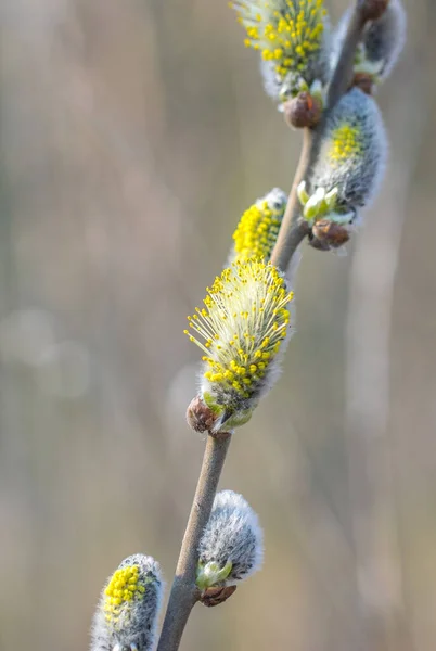 Flowering willow twigs on a bright sunny spring day. — Stock Photo, Image