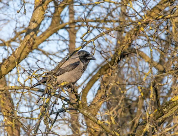 Karga erken ilkbaharda yaprakları olmadan güzel bir pitoresk dallı ağaç üzerinde oturur.