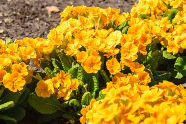 Bulanık çiçekli portakal çuha çiçeği, primula vulgaris